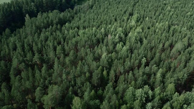 Drone footage looking straight down at a dense evergreen forest canopy with mixed conifers and deciduous trees, natural green texture background in summer daylight
