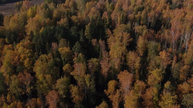 Drone footage of dense mixed woodland with colorful fall foliage and evergreen patches, creating a textured tree canopy in the Ural Mountains, Russia