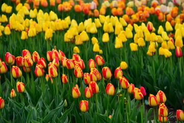 Obraz premium Color tulips flowers