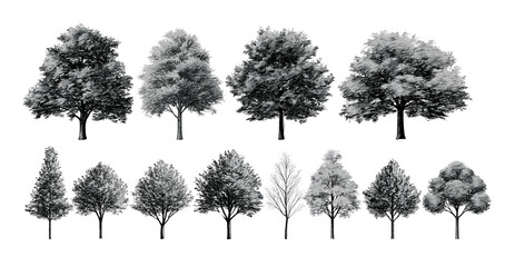 Fototapeta premium Set of black and white trees silhouettes on transparent background