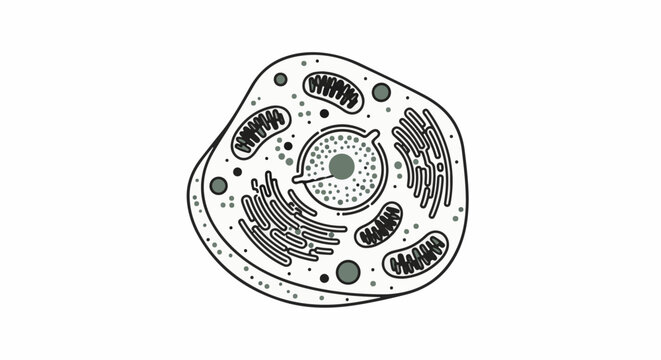 Detailed illustration of a eukaryotic cell's internal structure and organelles