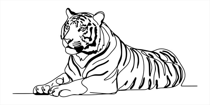 Tiger lying down, simple line art drawing