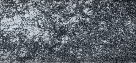 Black and white abstract background texture of ivy wall and creeping plants © surachai