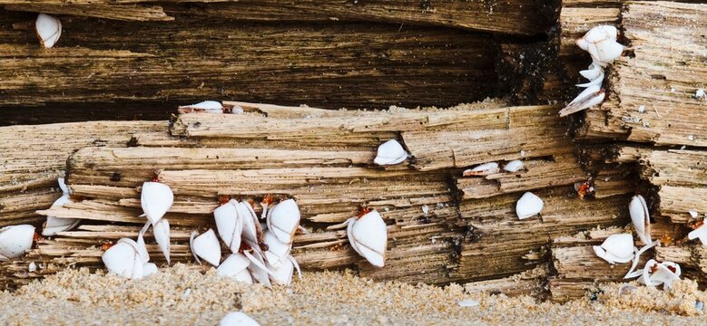 Goose barnacles attached to a weathered driftwood log on the sandy beach