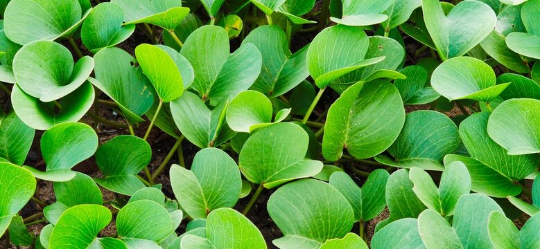 Close up background of vibrant green beach morning glory leaves with natural texture