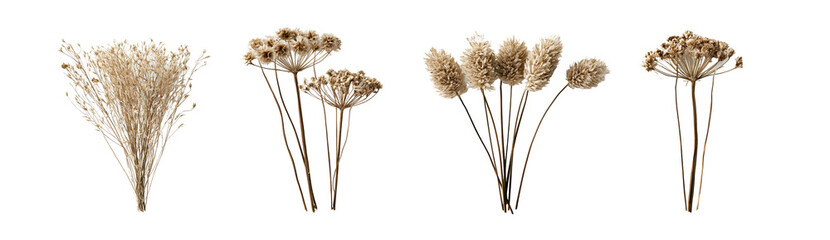 Fototapeta premium Assorted dried wildflowers on transparent background