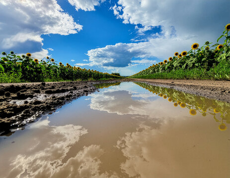 Sunflower ひまわり 290 Blue Sky and Clouds Reflected in a Puddle on a Dirt Road Through a Sunflower Field（ひまわり畑を通る未舗装路の水たまりに映る青空と雲）