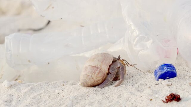 Animal pollution, hermit crab on beach sand, plastic bottles