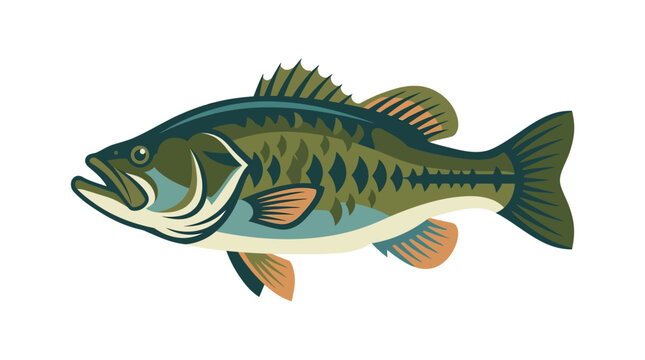 Large Mouth Bass Fish Side View.