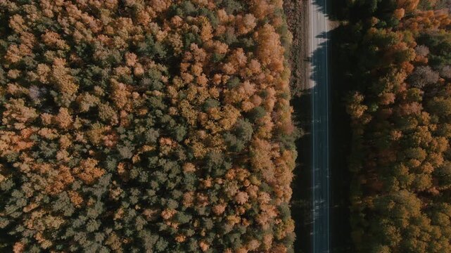 Top-down drone footage of a paved road dividing dense autumn woodland with orange and green treetops in the Ural Mountains region, Russia, scenic nature travel view