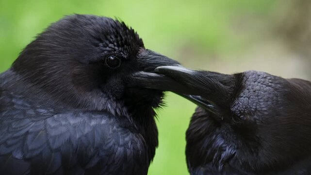 Two black ravens perched on a wooden branch, glossy dark feathers with subtle blue highlights, facing each other