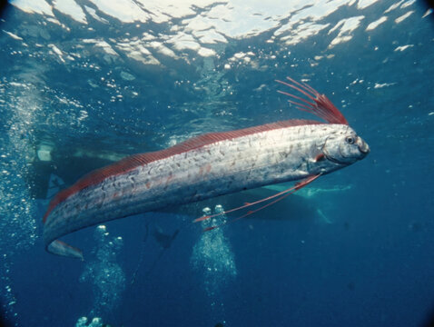 Oarfish swimming in deep blue ocean with divers