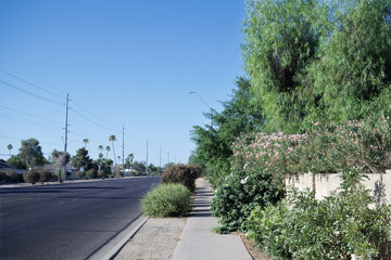 Fototapeta premium Morning view along 35th Avenue in Phoenix AZ with lush greenery along sidewalk under bright Arizona blue sky