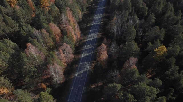 Drone footage of a straight asphalt road cutting through colorful autumn forest with mixed trees and long shadows, remote nature landscape in the Ural region, Russia