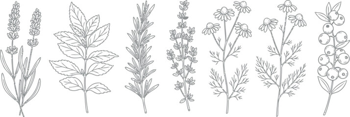 Collection of delicate line art botanical illustrations of medicinal herbs and plants including lavender chamomile thyme rosemary and berries © HexaFrame