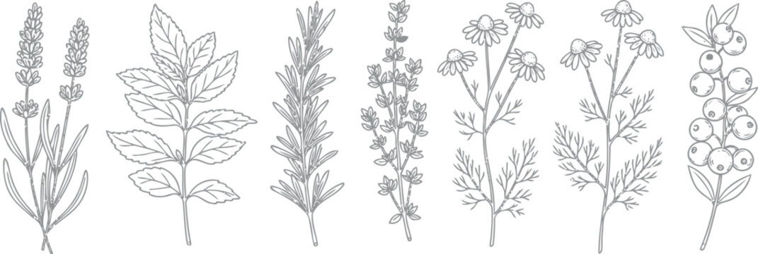 Collection of delicate line art botanical illustrations of medicinal herbs and plants including lavender chamomile thyme rosemary and berries