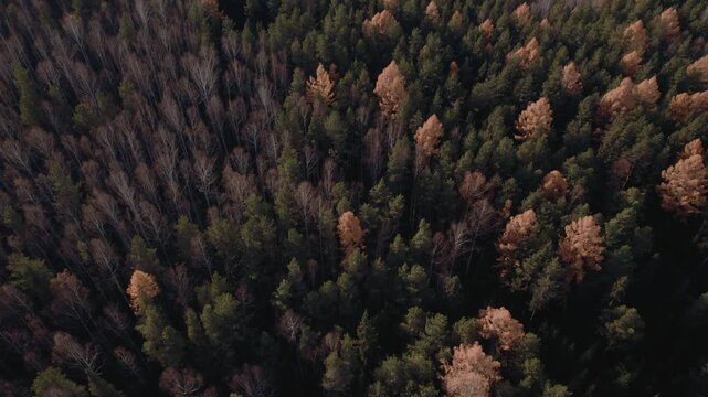 Drone footage looking straight down over dense mixed woodland with evergreen pines and bare birch trees in autumn light, Ural Mountains, Russia, natural texture