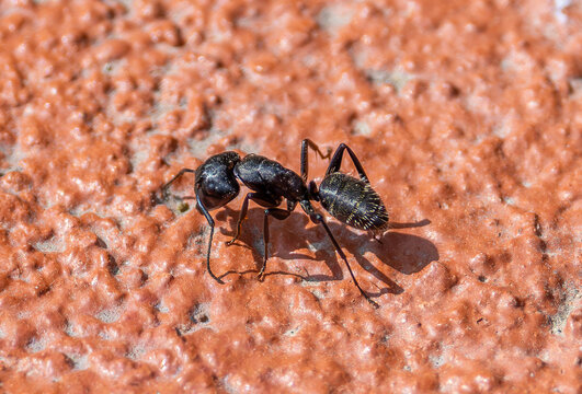 A carpenter ant, belonging to the genus Camponotus
