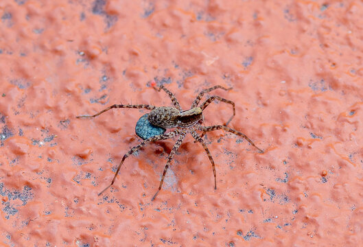 A female wolf spider (family Lycosidae, genus Pardosa) with the egg sac (cocoon) attached to its abdomen