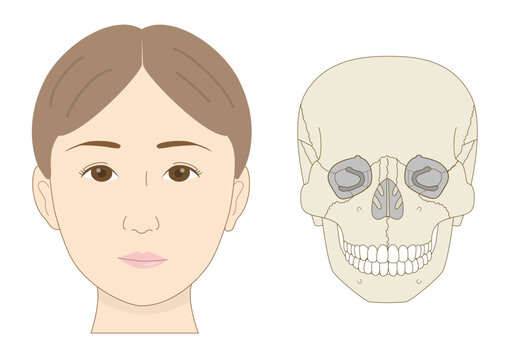 Frontal view of Asian female face and skull, comparative anatomical illustration for medical and dental education