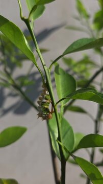 green leaves on a branch