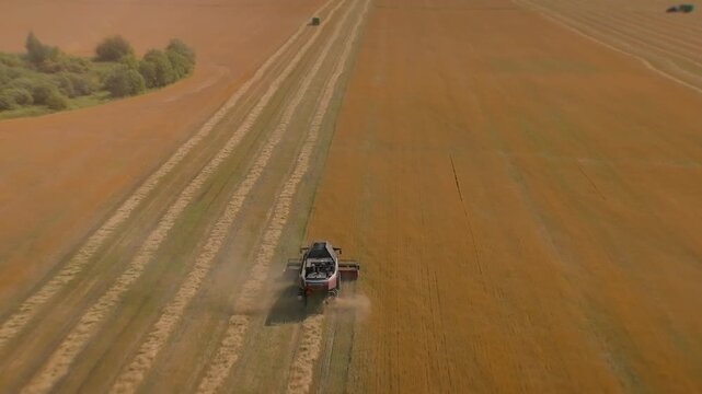 Drone footage of a combine harvester harvesting a golden grain field, leaving straw rows and dust trail across rural farmland on a sunny summer day, wide aerial view