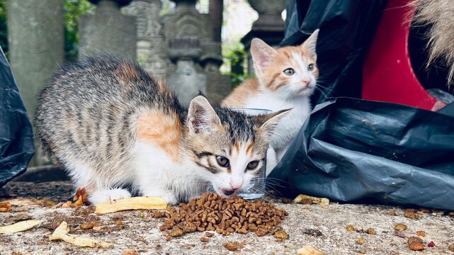 Two cute little stray kittens eating dry pet food on the ancient stone ground of the historic Eyup Sultan Cemetery in Istanbul, showcasing urban animal care.