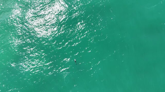 Drone video aerial view of the ocean near a beach in Australia in summer 