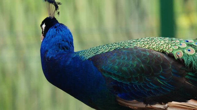 Beautiful peacock standing still, displaying its vivid blue neck and detailed feather textures