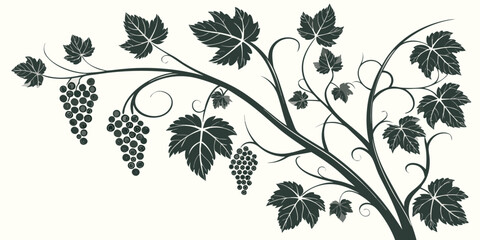 Graphic illustration of grapevine branch with clusters of fruit grapevine vineyard botanical silhouette agriculture viticulture illustration production ornamental decoration isolated © Bf