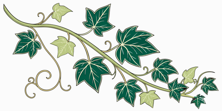 Ivy vine corner border with detailed green leaves and swirls botanical climbing illustration ornament decoration isolated background vineyard ornamental twisting branches decorative