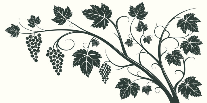 Graphic illustration of grapevine branch with clusters of fruit grapevine vineyard botanical silhouette agriculture viticulture illustration production ornamental decoration isolated
