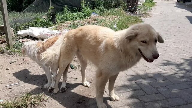 Side view of two stray mutt dogs with thick cream and brown fur engaged in reproductive mating process on an outdoor dirt road.