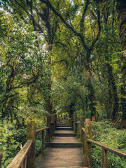 Obraz premium Wooden boardwalk trail through the ancient mossy cloud forest.