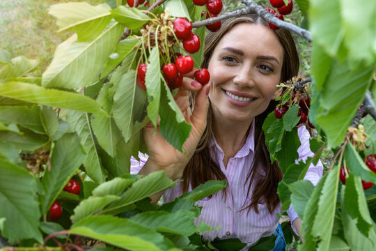 Woman picking ripe cherries from a tree on a sunny summer day
