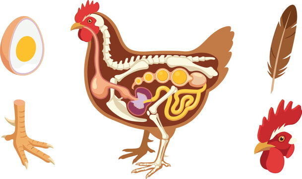 Chicken Anatomy Cross Section Diagram Set with Skeleton Internal Organs Egg Feather Foot and Rooster Head Vector Illustration for Biology Education