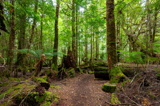 Philosopher Falls Walk in Waratah - Tasmania