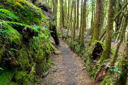 Philosopher Falls Walk in Waratah - Tasmania