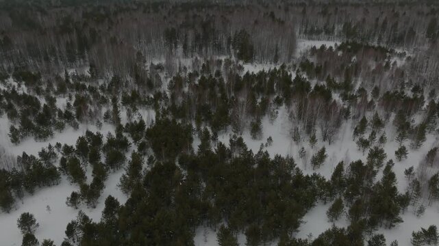 Drone footage flying above a mixed pine and birch forest covered with fresh snow, showing quiet winter wilderness scenery with dense trees and open clearings