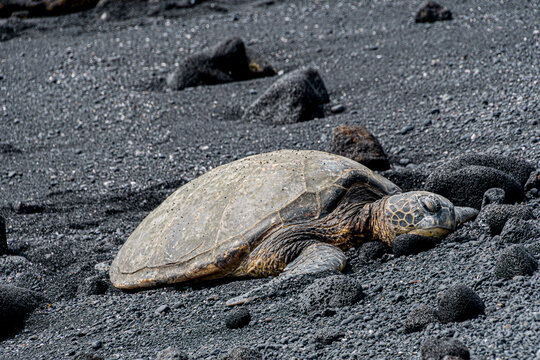 Sleeping Green sea turtle on beach