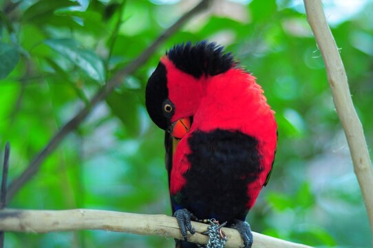Black capped lory preening its vibrant red and black feathers while perched on a tree branch