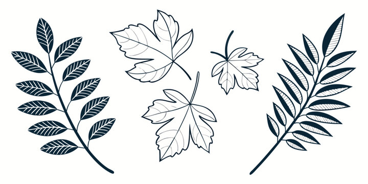 Set of stylized autumn leaves and branches in a simple outline graphic design with maple leaf oak leaf botanical illustration fall foliage nature drawing botanical elements plant graphics