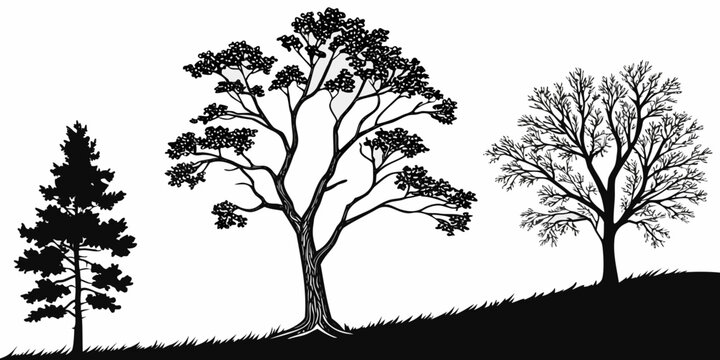 Three distinct tree silhouettes on a grassy slope featuring pine leafy broadleaf winter deciduous trees bare tree black and white silhouettes broadleaf deciduous illustration isolated
