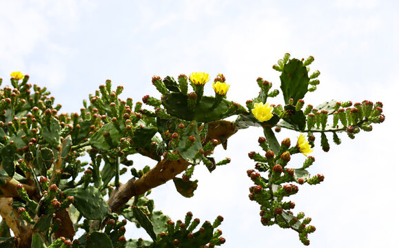 Prickly pear cactus tree displaying beautiful yellow flowers
