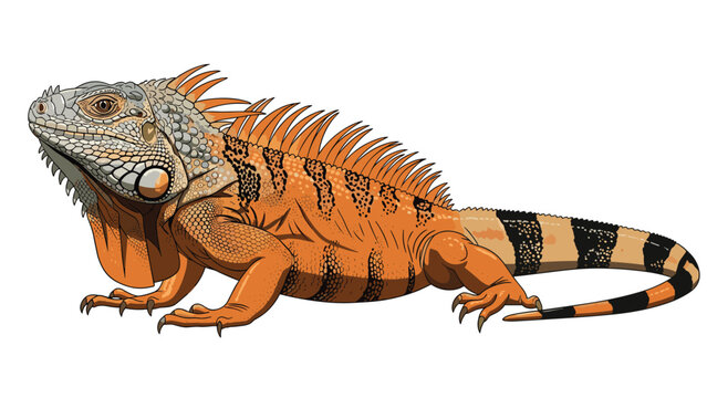 Detailed flat illustration of a large orange iguana showing its scales and spikes against a plain white background.