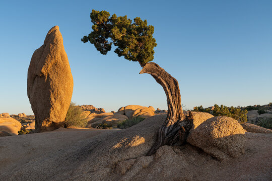 The  Juniper Tree and Monolith