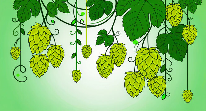 Stylized illustration of green hop cones hanging from vines with leaves. Fresh Humulus lupulus plants depicted in a clean vector art style. Perfect for brewery branding and craft beer menus.