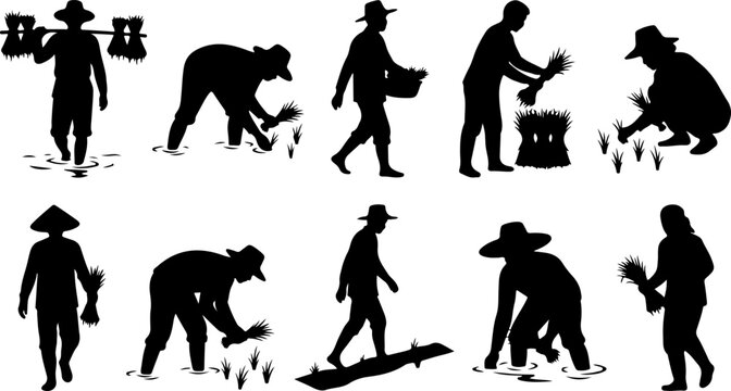 Silhouettes of farmers planting rice in the paddy field vector illustration