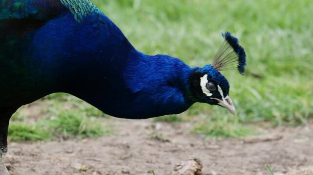 Beautiful peacock standing still, displaying its vivid blue neck and detailed feather textures