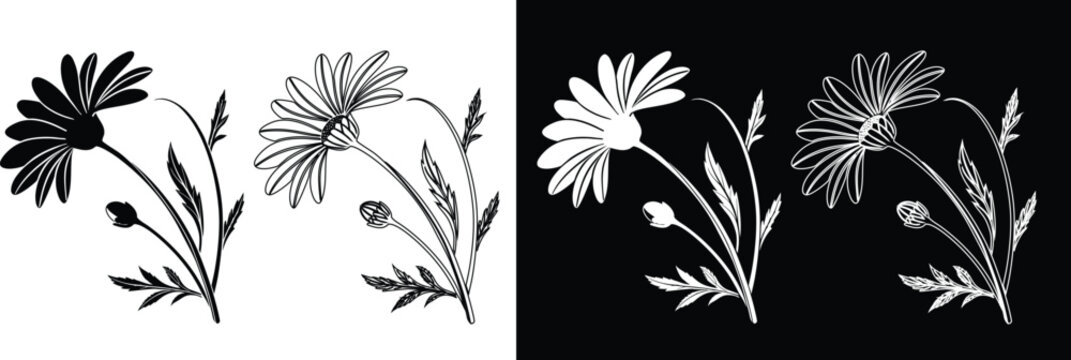 Beautiful daisy chamomile flower branch with blooming petals and buds vector illustration set in black and white silhouette